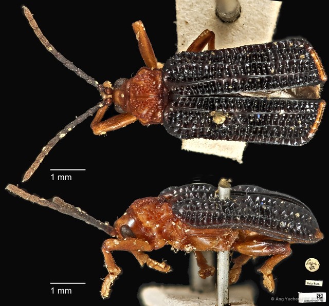 Gonophora haemorrhoidalis