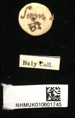 Gonophora haemorrhoidalis • All Rights Reserved Museum Label