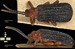 Gonophora integra • © Ang Yuchen • CC BY 4.0