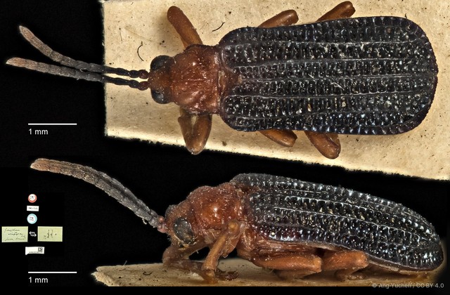 Gonophora integra • © Ang Yuchen • CC BY 4.0