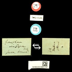 Gonophora integra • All Rights Reserved Museum Label
