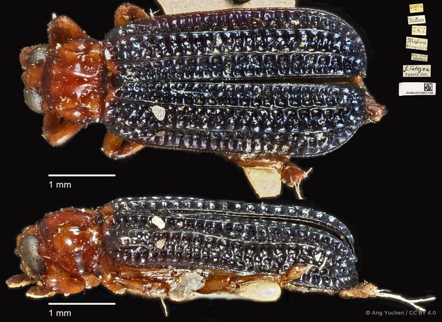 Gonophora integra