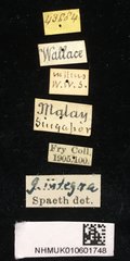 Gonophora integra • All Rights Reserved Museum Label
