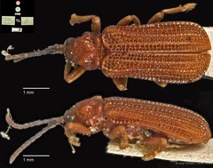 Gonophora pallida • © Ang Yuchen • CC BY 4.0