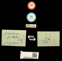 Gonophora pallida • All Rights Reserved Museum Label