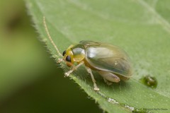 Hemipyxis semiviridis • © Marcus Ng Fu Chuan • All Rights Reserved