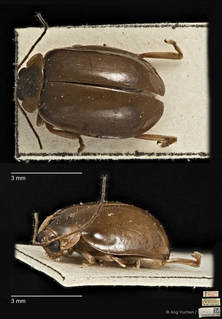 Hemipyxis semiviridis • © Ang Yuchen • CC BY 4.0