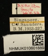 Hemipyxis semiviridis • All Rights Reserved Museum Label