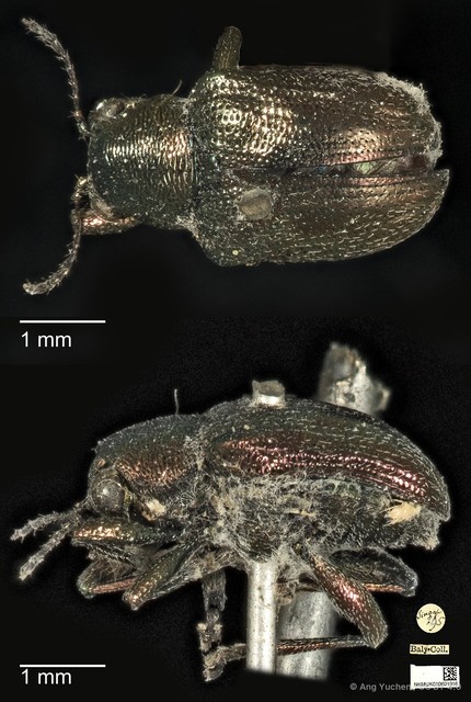 Heteraspis dillwyni • © Ang Yuchen • CC BY 4.0
