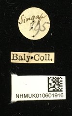 Heteraspis dillwyni • All Rights Reserved Museum Label