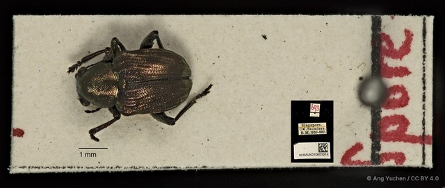 Heteraspis granulosa • © Ang Yuchen • CC BY 4.0