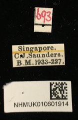 Heteraspis granulosa • All Rights Reserved Museum Label