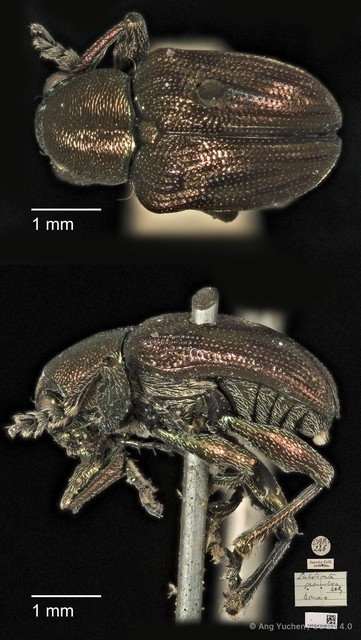 Heteraspis granulosa