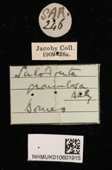 Heteraspis granulosa • All Rights Reserved Museum Label
