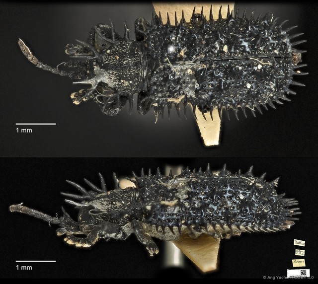Hispellinus callicanthus • © Ang Yuchen • CC BY 4.0