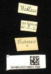 Hispellinus callicanthus • All Rights Reserved Museum Label