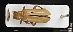 Hoplasoma ventralis • © Ang Yuchen • CC BY 4.0