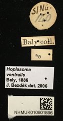 Hoplasoma ventralis • All Rights Reserved Museum Label