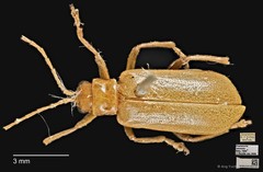 Hoplasoma ventralis • © Ang Yuchen • CC BY 4.0