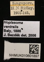 Hoplasoma ventralis • All Rights Reserved Museum Label