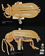 Hoplasoma ventralis • © Ang Yuchen • CC BY 4.0