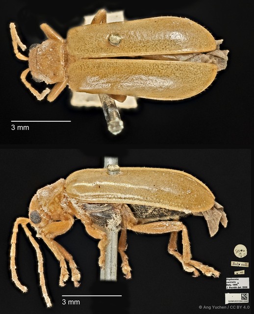 Hoplasoma ventralis