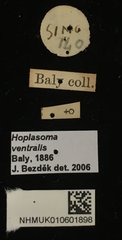 Hoplasoma ventralis • All Rights Reserved Museum Label