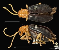 Hoplosaenidea abdominalis • © Ang Yuchen • CC BY 4.0
