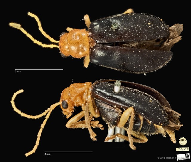 Hoplosaenidea abdominalis • © Ang Yuchen • CC BY 4.0