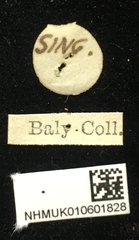 Hoplosaenidea abdominalis • All Rights Reserved Museum Label