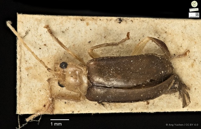 Hoplosaenidea abdominalis
