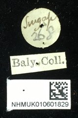 Hoplosaenidea abdominalis • All Rights Reserved Museum Label
