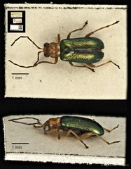 Hoplosaenidea capitata • © Ang Yuchen • CC BY 4.0