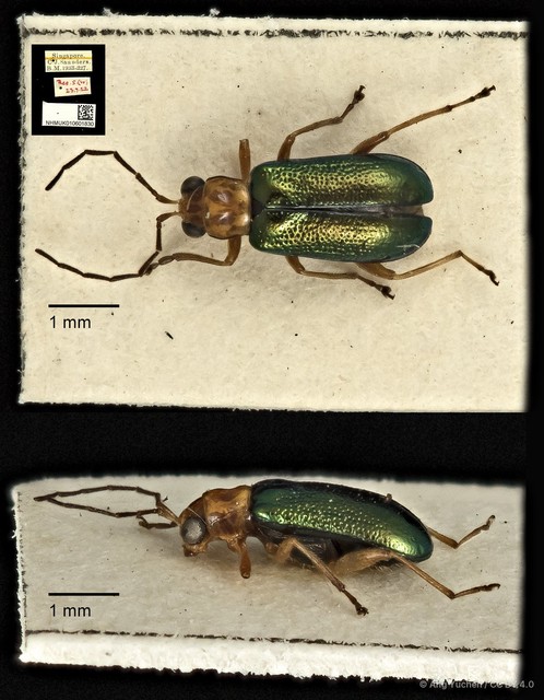 Hoplosaenidea capitata • © Ang Yuchen • CC BY 4.0