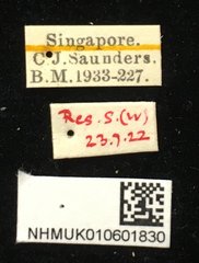 Hoplosaenidea capitata • All Rights Reserved Museum Label