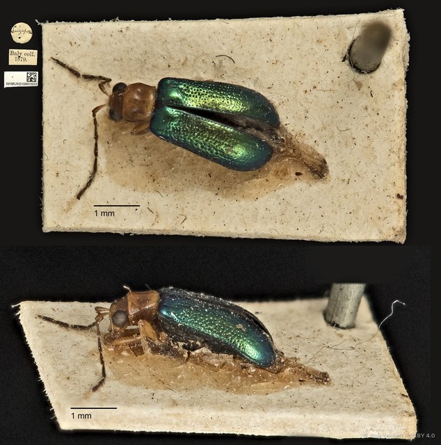 Hoplosaenidea capitata