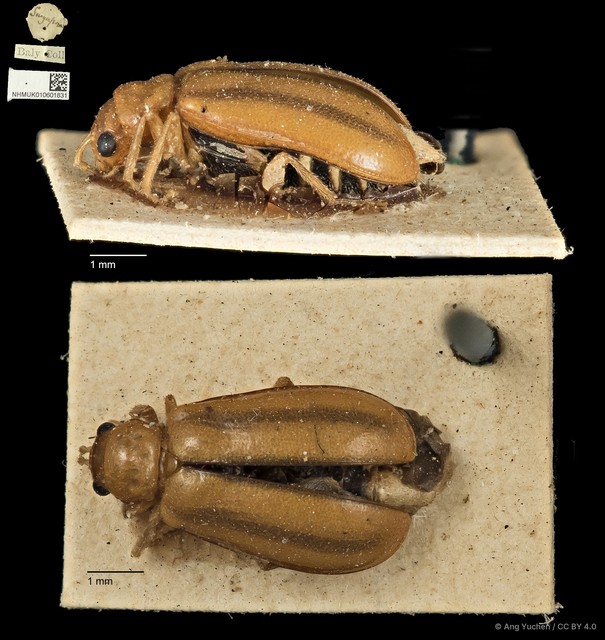 Hoplosaenidea fuscolineata • © Ang Yuchen • CC BY 4.0