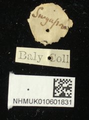 Hoplosaenidea fuscolineata • All Rights Reserved Museum Label