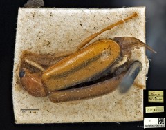 Hoplosaenidea fuscolineata • © Ang Yuchen • CC BY 4.0