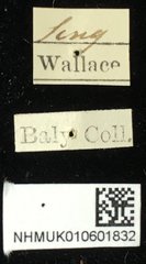 Hoplosaenidea fuscolineata • All Rights Reserved Museum Label