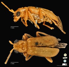 Hoplosaenidea ocellata • © Ang Yuchen • CC BY 4.0