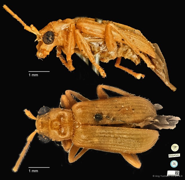 Hoplosaenidea ocellata • © Ang Yuchen • CC BY 4.0