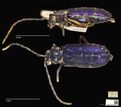 Hoplosaenidea singaporensis • © Ang Yuchen • CC BY 4.0