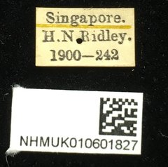 Hoplosaenidea singaporensis • All Rights Reserved Museum Label