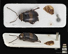 Hyphasis unifasciata • © Ang Yuchen • CC BY 4.0