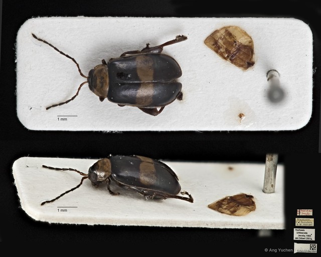 Hyphasis unifasciata • © Ang Yuchen • CC BY 4.0
