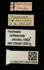 Hyphasis unifasciata • All Rights Reserved Museum Label