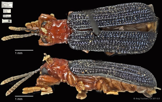 Javeta pachycera • © Ang Yuchen • CC BY 4.0