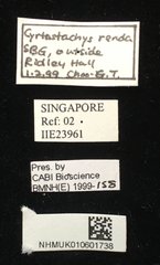 Javeta pachycera • All Rights Reserved Museum Label