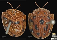 Laccoptera nepalensis • © Ang Yuchen • CC BY 4.0